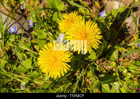 Die Blumen von einem Löwenzahn Pflanze wächst wild in Italien Stockfoto