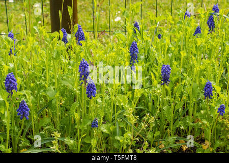 Lila muscari Blumen in Nord-Ost Italien im frühen Frühling, auch als traubenhyazinthen oder bluebells in den USA bekannt. Sie wachsen unter Brassica Jun Stockfoto