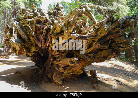 Wurzel aus einer Redwood im Sequoia Nationalpark Stockfoto