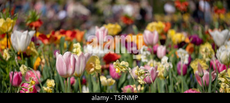 Bunte Tulpen und andere Frühlingsblumen aalen Sie sich in der späten Nachmittagssonne in Keukenhof Lisse, Niederlande. Stockfoto