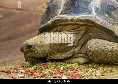 Nahaufnahme des Gesichts einer Riesenschildkröte während der Fütterung, großen tropischen Land Schildkröte aus Madagaskar und die Seychellen, Reptile Holzarten mit einer Stockfoto