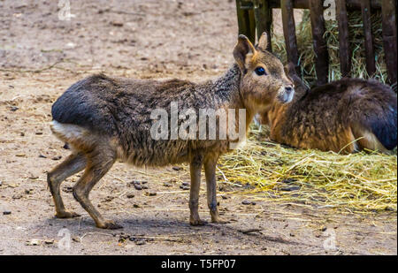 Nahaufnahme eines patagonian Mara im Sand, in der Nähe von bedroht Nagetier specie aus Patagonien Stockfoto