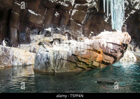 Die Antarktis: Reich der Pinguin Attraktion im Seaworld in Orlando, Florida Stockfoto