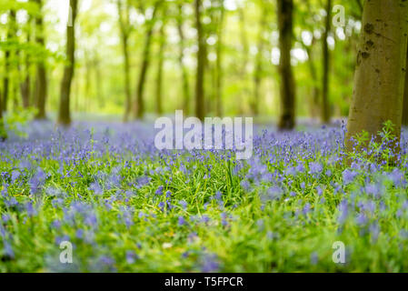 Bluebells im Frühling, Chalet Holz, London, UK Stockfoto