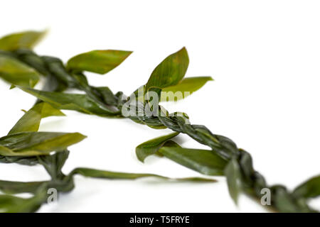 Nahaufnahme von einem hawaiischen Grünen twisted Ti Leaf lei auf Weiß und flache Tiefenschärfe isoliert Stockfoto