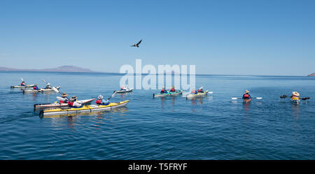 Kajakfahren auf dem Meer, die Bucht von Loreto Nationalpark, Baja California Sur, Mexiko. Stockfoto