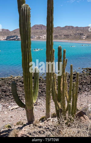 Kajakfahren auf dem Meer, die Bucht von Loreto Nationalpark, Baja California Sur, Mexiko. Stockfoto