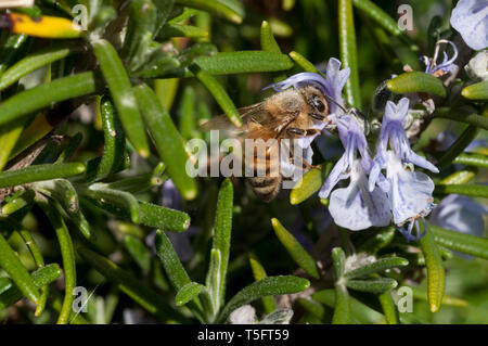 Italien, Lombardei, Bienensammlung Pollen auf Rosmarin Blume Stockfoto