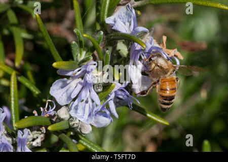 Italien, Lombardei, Bienensammlung Pollen auf Rosmarin Blume Stockfoto