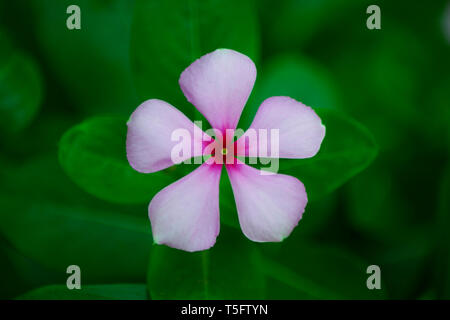 Vinca rosea Blume, Indien, Asien Stockfoto