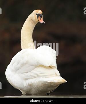 Portrait von Erwachsenen Höckerschwan (Cygnus olor) paddeln Neben winterlichen See, das ganze Gefieder. Midlands, UK, Dezember 2018 Stockfoto