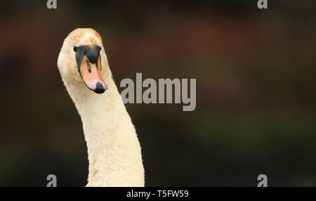 Portrait von Erwachsenen Höckerschwan (Cygnus olor), aggressives Verhalten und Haltung auf einem winterlichen See. Midlands, UK, Dezember 2018 Stockfoto