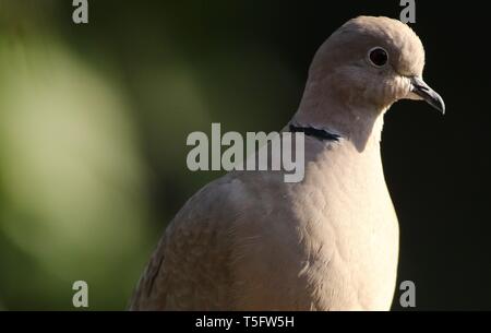 Eurasian Collared Dove (Streptopelia decaocto) Nahaufnahme Portrait in den Wintergarten. Midlands, UK, Februar 2019. Stockfoto