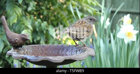 Weitwinkel Portrait von männlichen Dunnock/Hedgesparrow (Phasianus colchicus) singen im typisch englischen Garten Lebensraum unter Frühlingsblumen. April 2019. Stockfoto