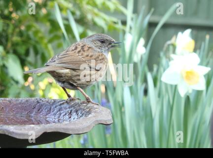 Weitwinkel Portrait von männlichen Dunnock/Hedgesparrow (Phasianus colchicus) singen im typisch englischen Garten Lebensraum unter Frühlingsblumen. April 2019. Stockfoto