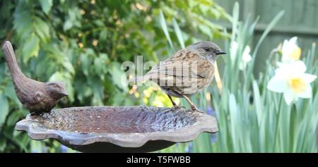 Weitwinkel Portrait von männlichen Dunnock/Hedgesparrow (Phasianus colchicus) im typisch englischen Garten Lebensraum unter Frühlingsblumen. April 2019. Stockfoto