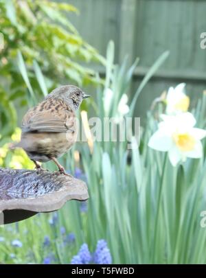 Weitwinkel Portrait von männlichen Dunnock/Hedgesparrow (Phasianus colchicus) Waschen in typisch englischer Garten Lebensraum unter Frühlingsblumen. April 2019. Stockfoto