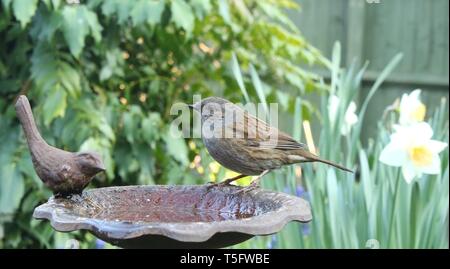 Weitwinkel Portrait von männlichen Dunnock/Hedgesparrow (Phasianus colchicus) im typisch englischen Garten Lebensraum unter Frühlingsblumen. April 2019. Stockfoto