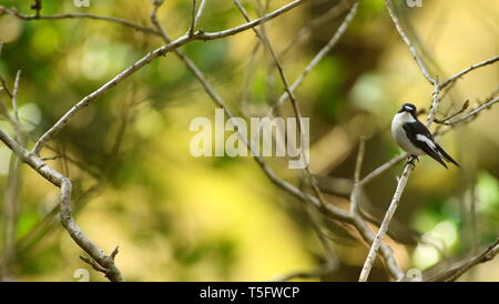 Portrait des markanten männlichen Pied Schopftyrann (Ficedula 'So Sweet) in alten englischen Wälder. Staffordshire, Großbritannien, April 2019 Stockfoto