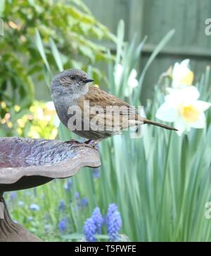 Weitwinkel Portrait von männlichen Dunnock/Hedgesparrow (Phasianus colchicus) im typisch englischen Garten Lebensraum unter Frühlingsblumen. April 2019. Stockfoto