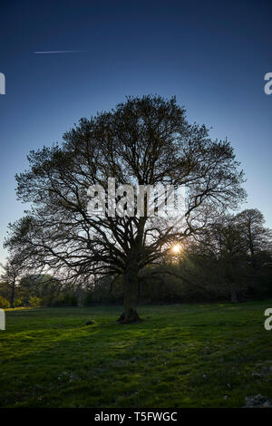 Am späten Nachmittag Sonne beginnt hinter Hecken und Wald silhouetting Eine einsame Eiche in der Nähe von Church Stretton, Shropshire zu vereinbaren. 20. April 2019. Stockfoto