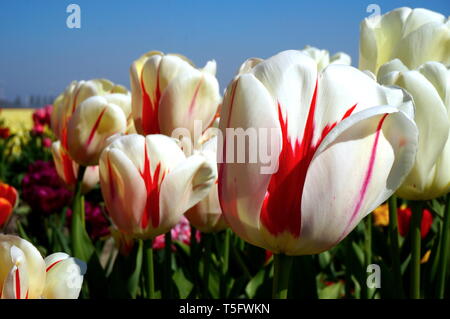 Weiße Tulpen Stockfoto