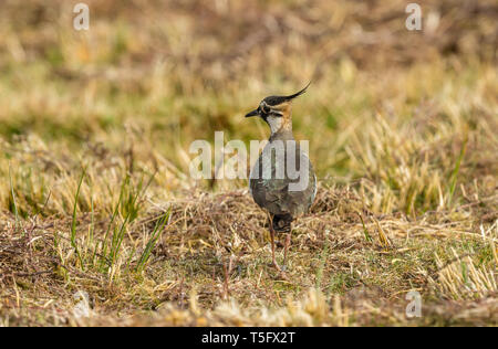 Nach Kiebitz in den Yorkshire Dales, England. Im natürlichen Lebensraum Moor im Frühling. Schillerndes Gefieder und herrlichen Crest. Landschaft. Platz kopieren Stockfoto