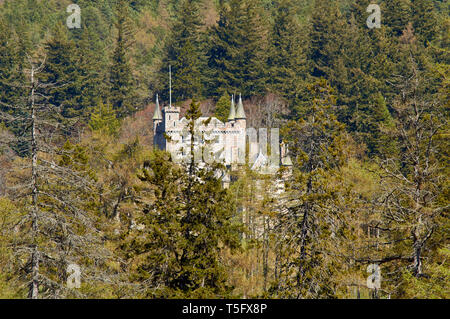 BRAEMAR ABERDEENSHIRE SCHOTTLAND DEN TURM VON SCHLOSS INVERCAULD UNTER DEN TANNEN IM FRÜHJAHR Stockfoto