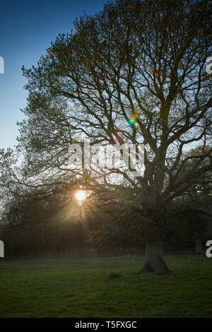 Am späten Nachmittag Sonne beginnt hinter Hecken und Wald silhouetting Eine einsame Eiche in der Nähe von Church Stretton, Shropshire zu vereinbaren. 20. April 2019. Stockfoto