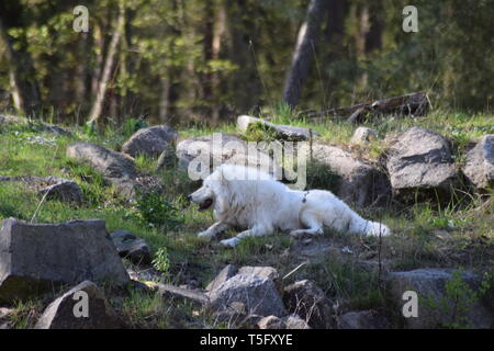 Tundra Wolf Stockfoto