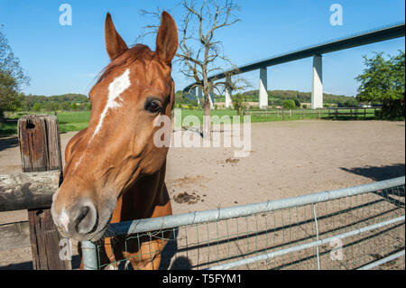 Ein neugieriges Pferd schaut den Betrachter ein und streckt jaegerhaus-Kopf über das Gatter. Stockfoto