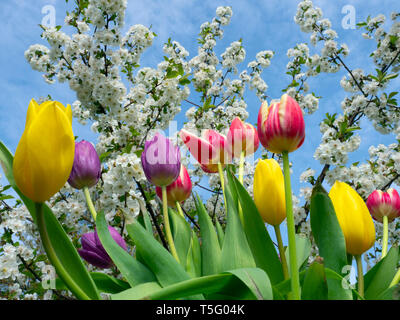 Tulpensorten in Gartenanlage mit Apple Blüte Frühling Norfolk Stockfoto