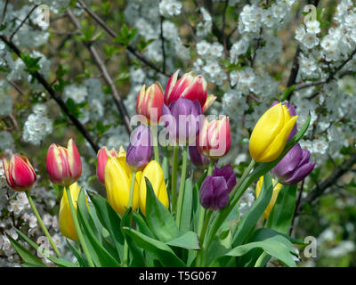 Tulpensorten in Gartenanlage mit Apple Blüte Frühling Norfolk Stockfoto