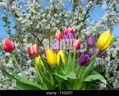 Tulpensorten in Gartenanlage mit Apple Blüte Frühling Norfolk Stockfoto