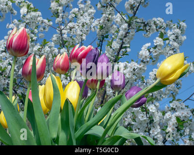 Tulpensorten in Gartenanlage mit Apple Blüte Frühling Norfolk Stockfoto