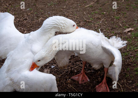 Zwei weiße Gänse kämpfen auf dem Bauernhof Stockfoto