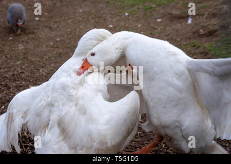 Zwei weiße Gänse kämpfen auf dem Bauernhof Stockfoto