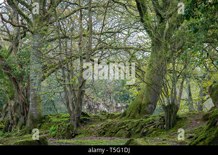 Herde von schüchtern Damwild (Dama Dama) unter die Bäume eines Waldes in Cornwall, Großbritannien Stockfoto