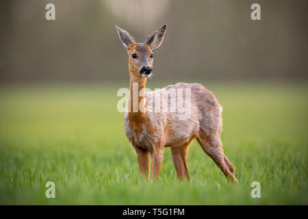 Rehe, Hyla arborea, doe Weiblichen im Frühjahr stehen auf einer Wiese. Stockfoto