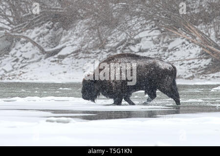 Wilder Mann Wisent, Bison bonasus Fluß im Winter mit Schnee fallen. Stockfoto