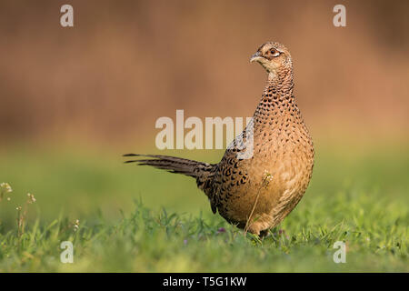 Weibliche gemeinsame Fasan Phasianus colchicus, im Frühjahr Abendlicht auf die Wiese. Stockfoto