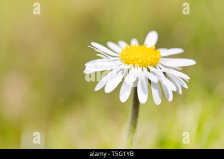 Leucanthemum vulgare, die gemeinhin als die ox-eye Daisy, oxeye Daisy, Hund daisy bekannt Stockfoto