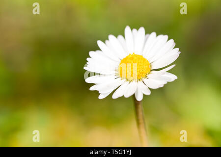 Leucanthemum vulgare, die gemeinhin als die ox-eye Daisy, oxeye Daisy, Hund daisy bekannt Stockfoto