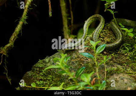 Schwarz-gefleckt Palm Pit Viper, Anolis nigroviridis, Monteverde Cloud Forest Reserve, Provinz Puntarenas, Costa Rica, Mittelamerika Stockfoto