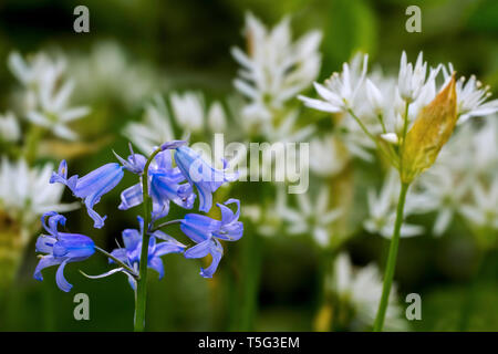 Bluebell (Endymion nonscriptus) und Bärlauch/buckrams/Bärlauch/Broad-leaved/Holz Knoblauch Knoblauch (Allium ursinum) in Blüte im Frühjahr Wald Stockfoto