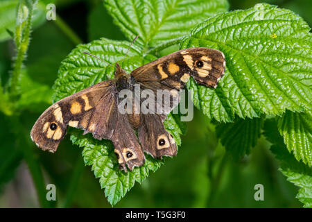 Hauhechelbläuling (Pararge depressa) Schmetterling mit stark beschädigt Flügel ruht auf Blatt Stockfoto