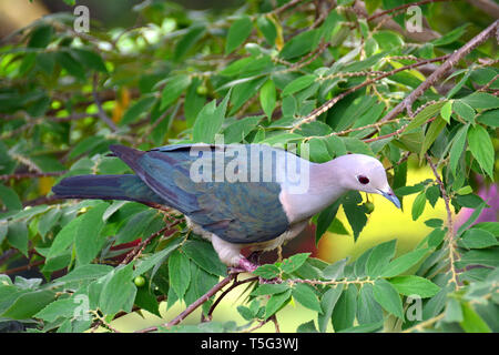 Grüne imperial Pigeon, Ducula aenea, Bronzefruchttaube, császárgalamb Glanzfruchttaube, Bronze, Sri Lanka Stockfoto