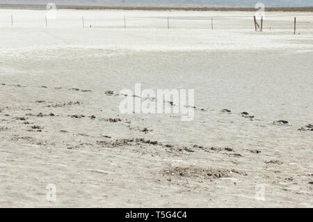 Salzkruste von Soda See auf der San Andreas Störung, Carrizo Plain National Monument, Kalifornien. Digitale Fotografie Stockfoto