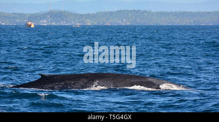 Blauwal, Blauwal, Baleine bleue, Balaenoptera musculus, kék bálna, Sri lanka Stockfoto