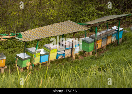 Bienenvölker auf Wiese in der Landschaft von Italien, Bergamo (seriana Tal} die Häuser der Bienen auf dem grünen Rasen in den Bergen platziert sind. Private Ente Stockfoto